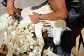 shearing sheep for wool fabric